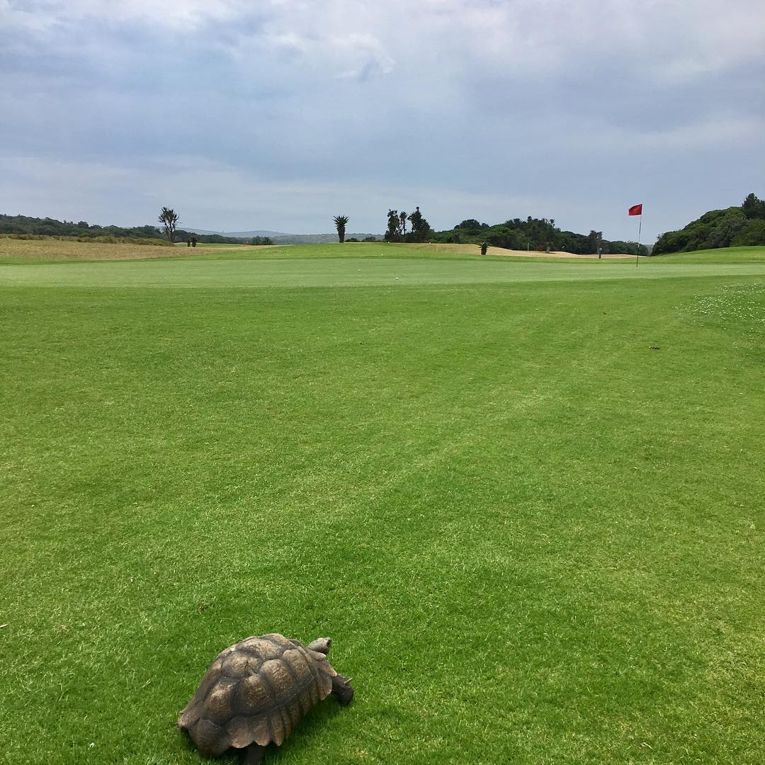 Good round out @fishriversun #golf #southafrica #fishriversun #wildlife #tortoise