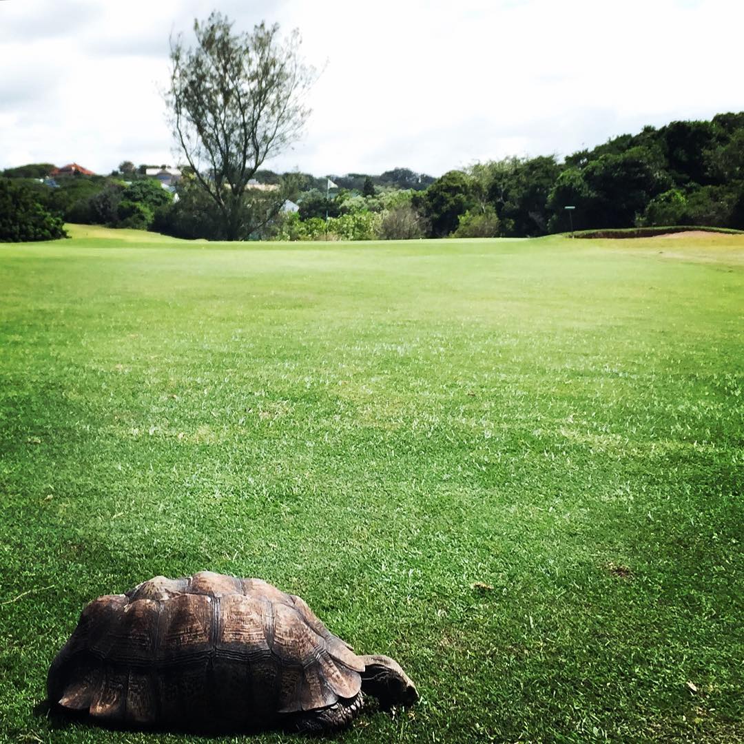 #portalfred #royalportalfredgolfcourse #tortoise