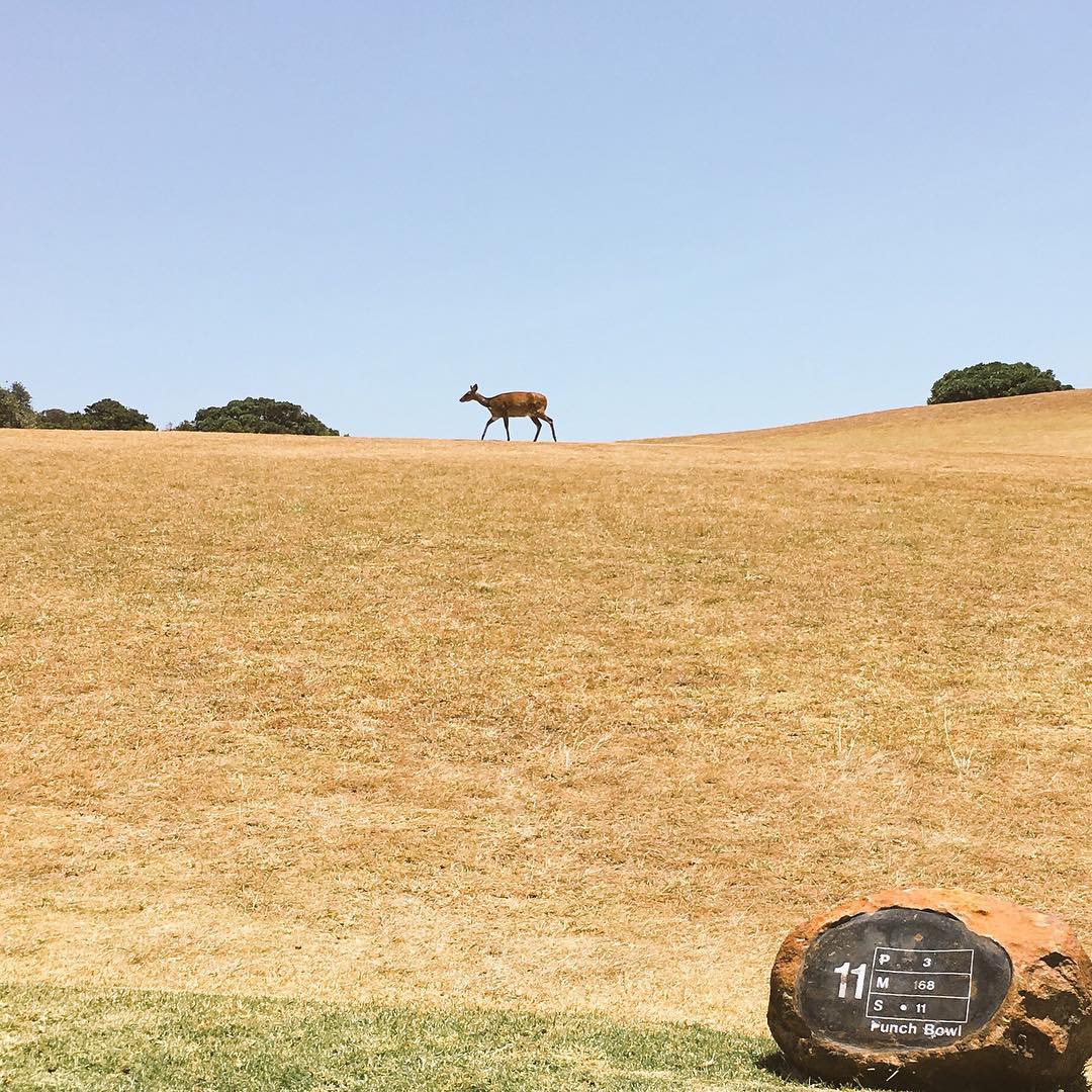 #bushbuck #golf