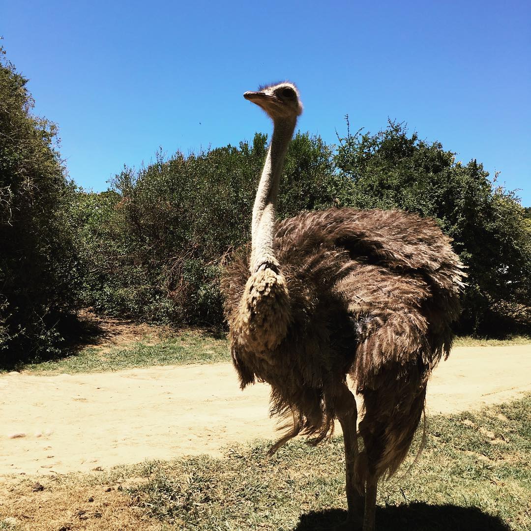 #ostrich #golf #wildlife