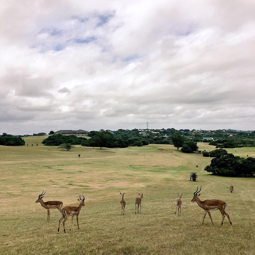 Check out the awesome #wildlife on the #portalfredgolfcourse in the beautiful #easterncape #southafr