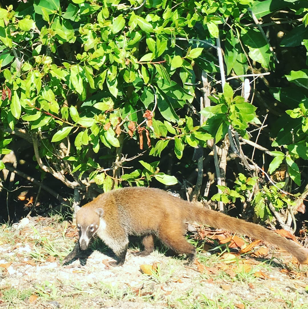 A couple more shots of #paradise @mayakoba ☀️⛳️✈️🏖