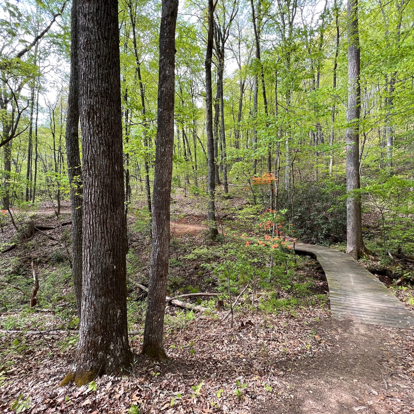 Testing my legs at Fire Mountain