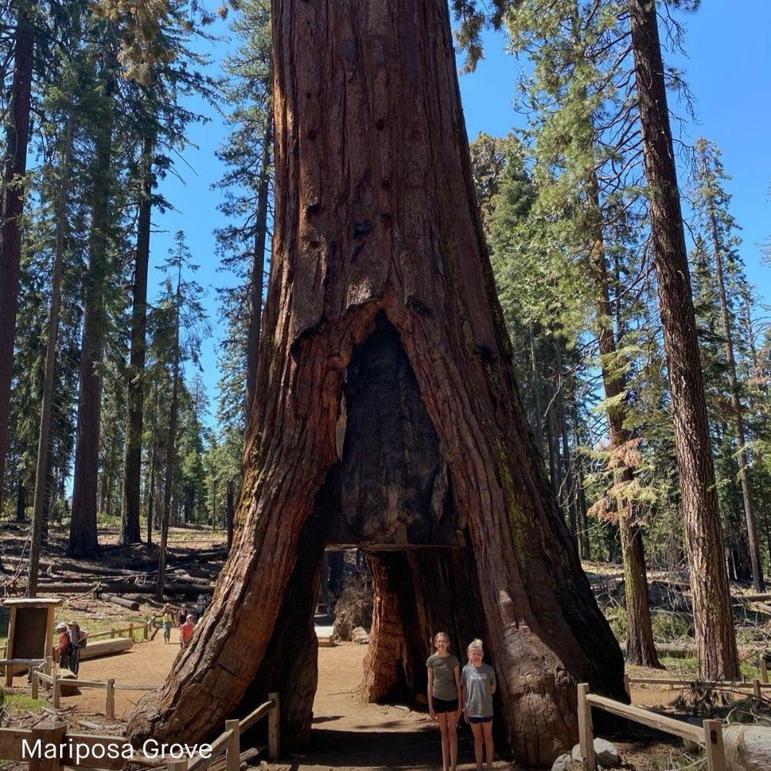 Hike into Mariposa grove as the road was closed