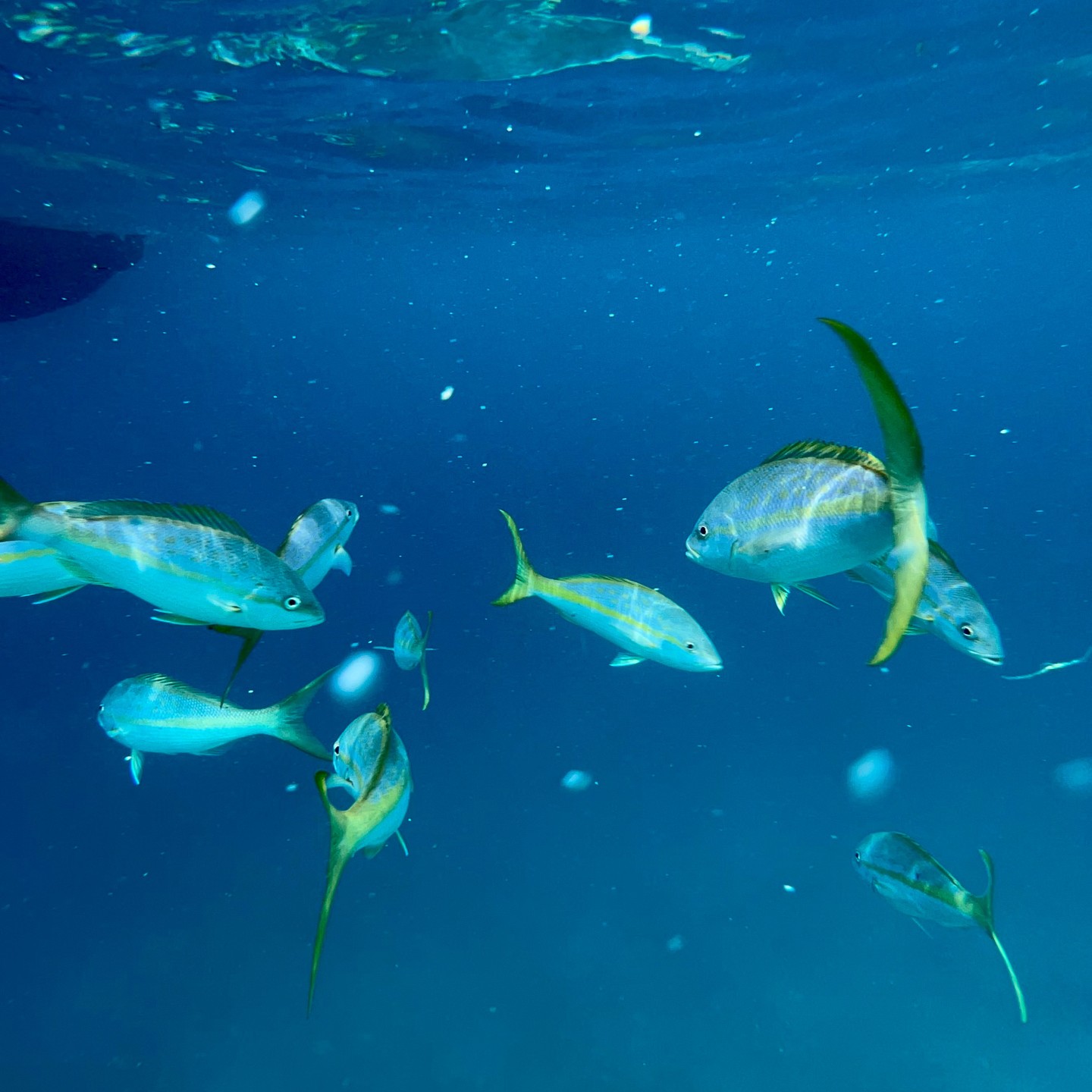 A hilly but beautiful run in Magens Bay, St. Thomas