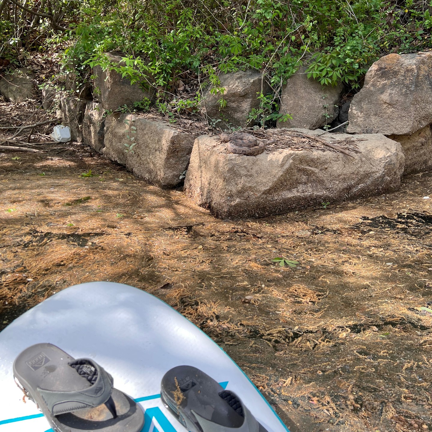 SUP with the fam and a chubby #watermoccasin caught me by surprise ...