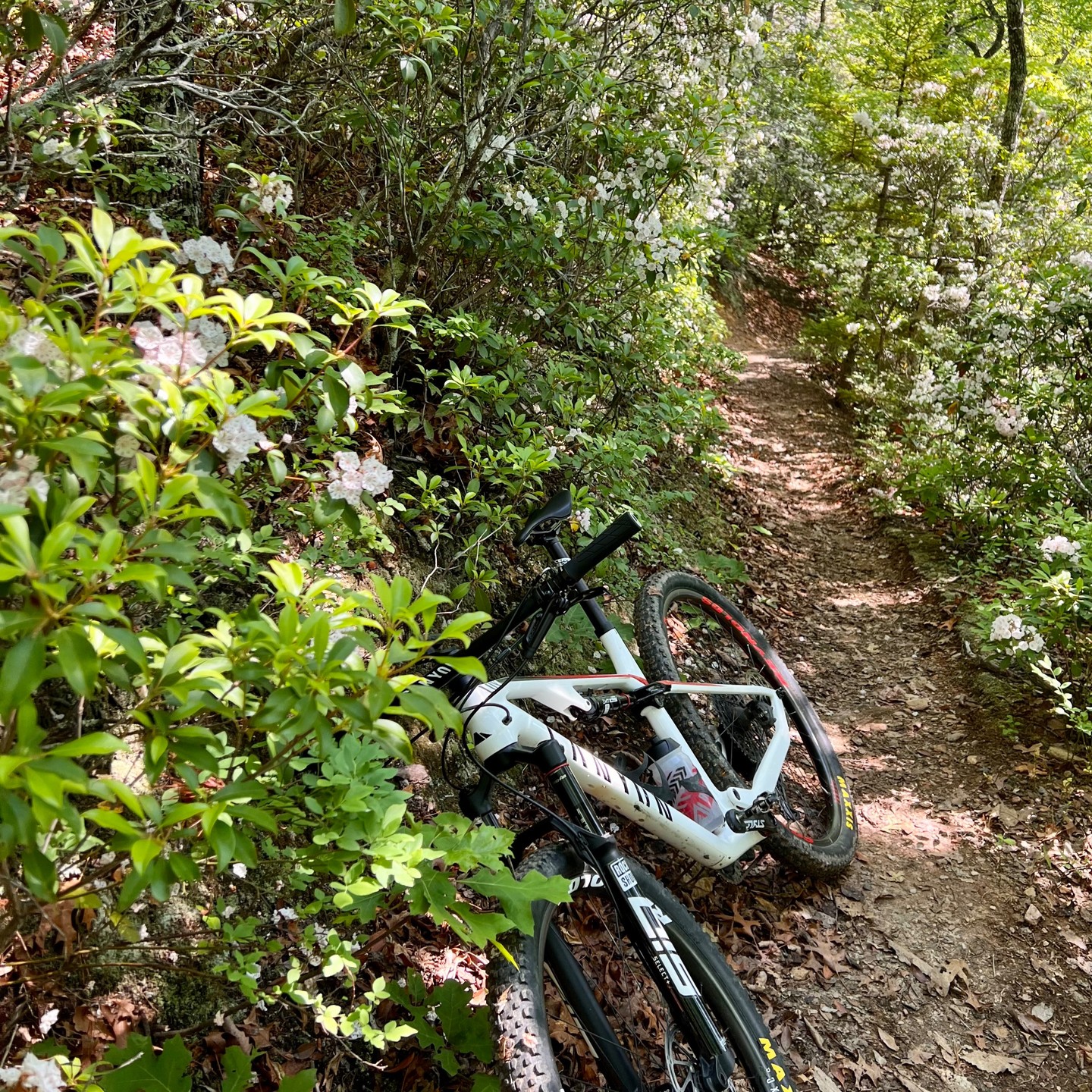 Jerdon Mountain rip with Wez