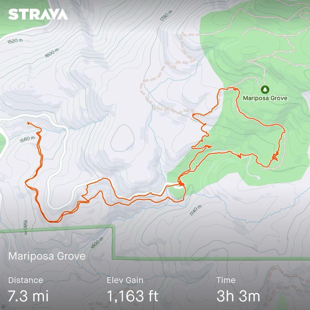 Hike into Mariposa grove as the road was closed