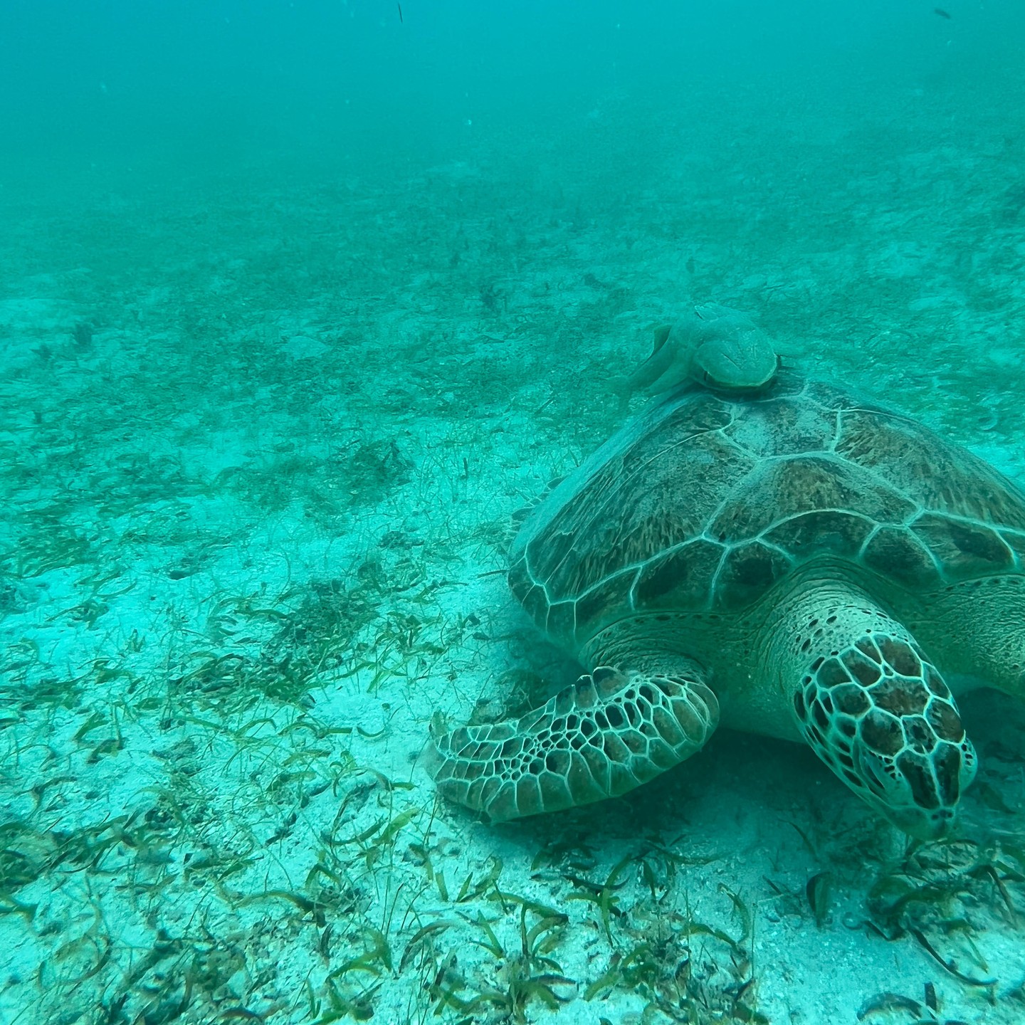 A hilly but beautiful run in Magens Bay, St. Thomas