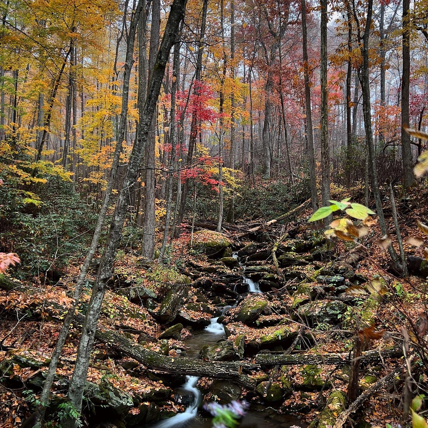 Rostan, Gateway, Curtis and Heartbreak ❤️🍂🍁🍃