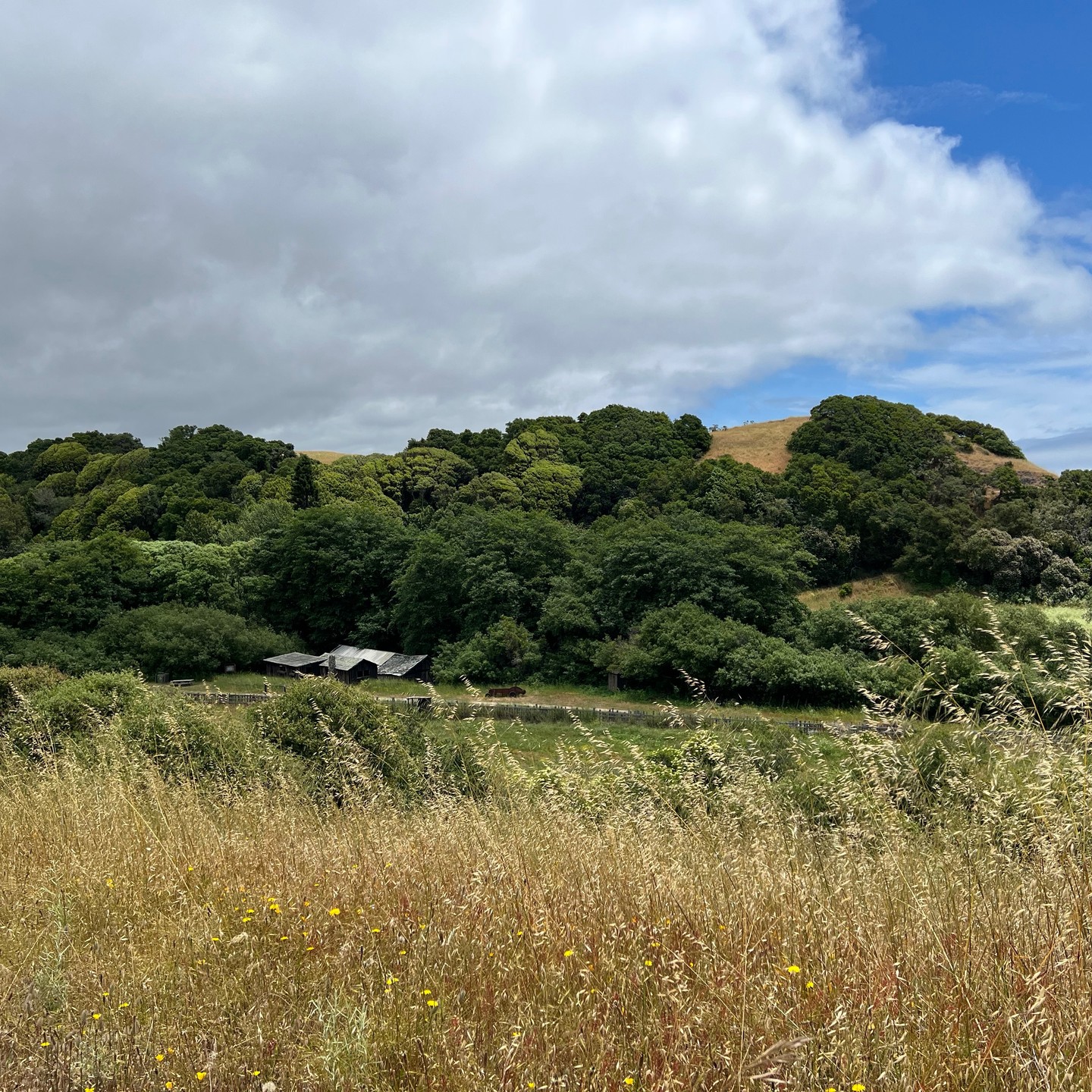 #MTB - Wilder Ranch State Park