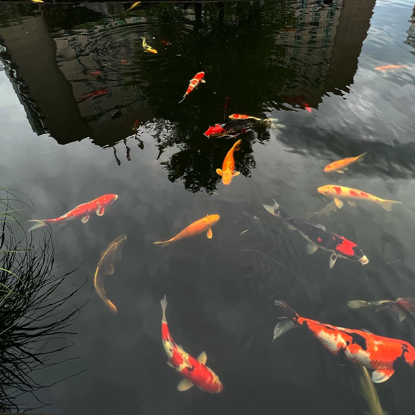 A few pics from the #DayAfter in The Woodlands