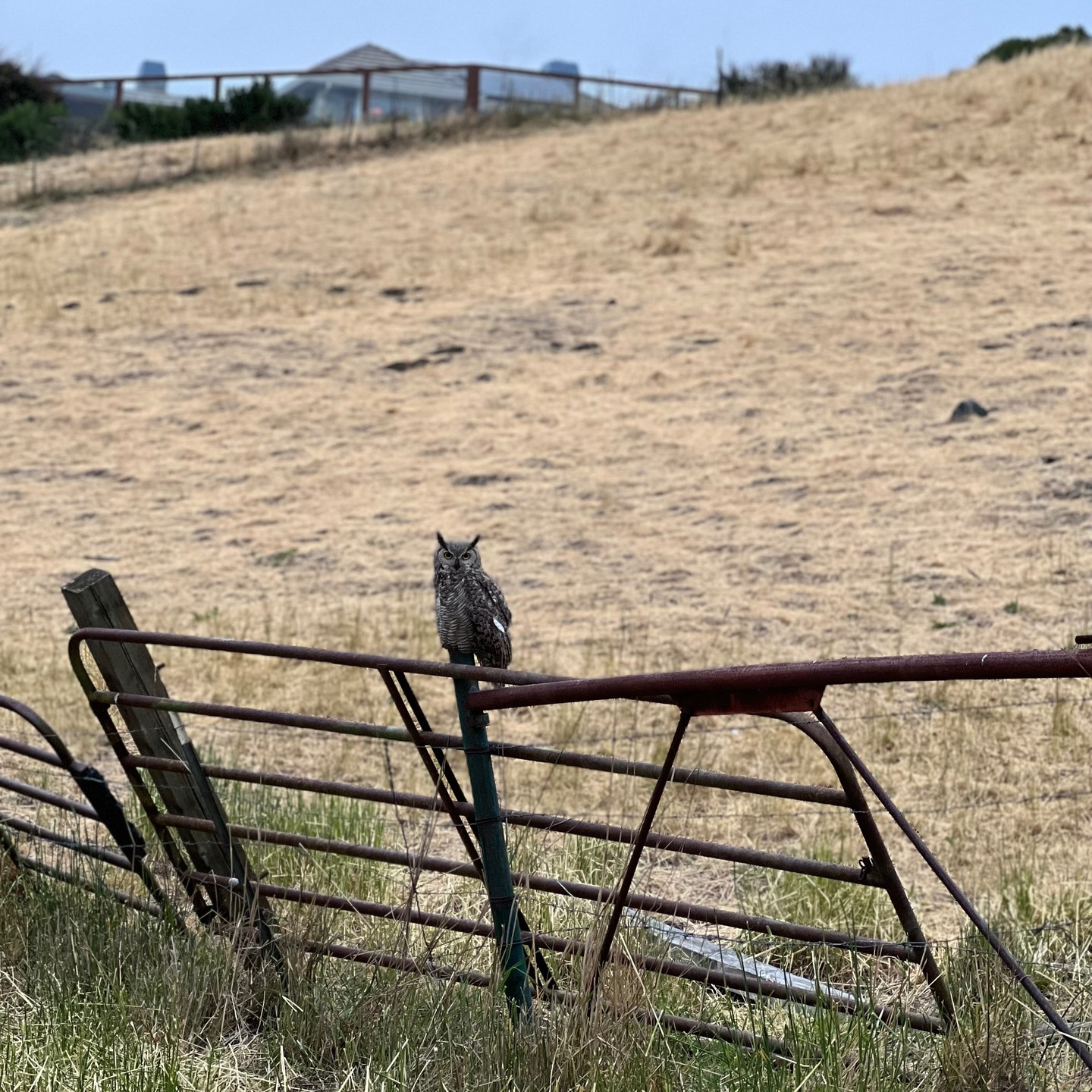 Beautiful #Owl while riding the Contra Costa Trail
