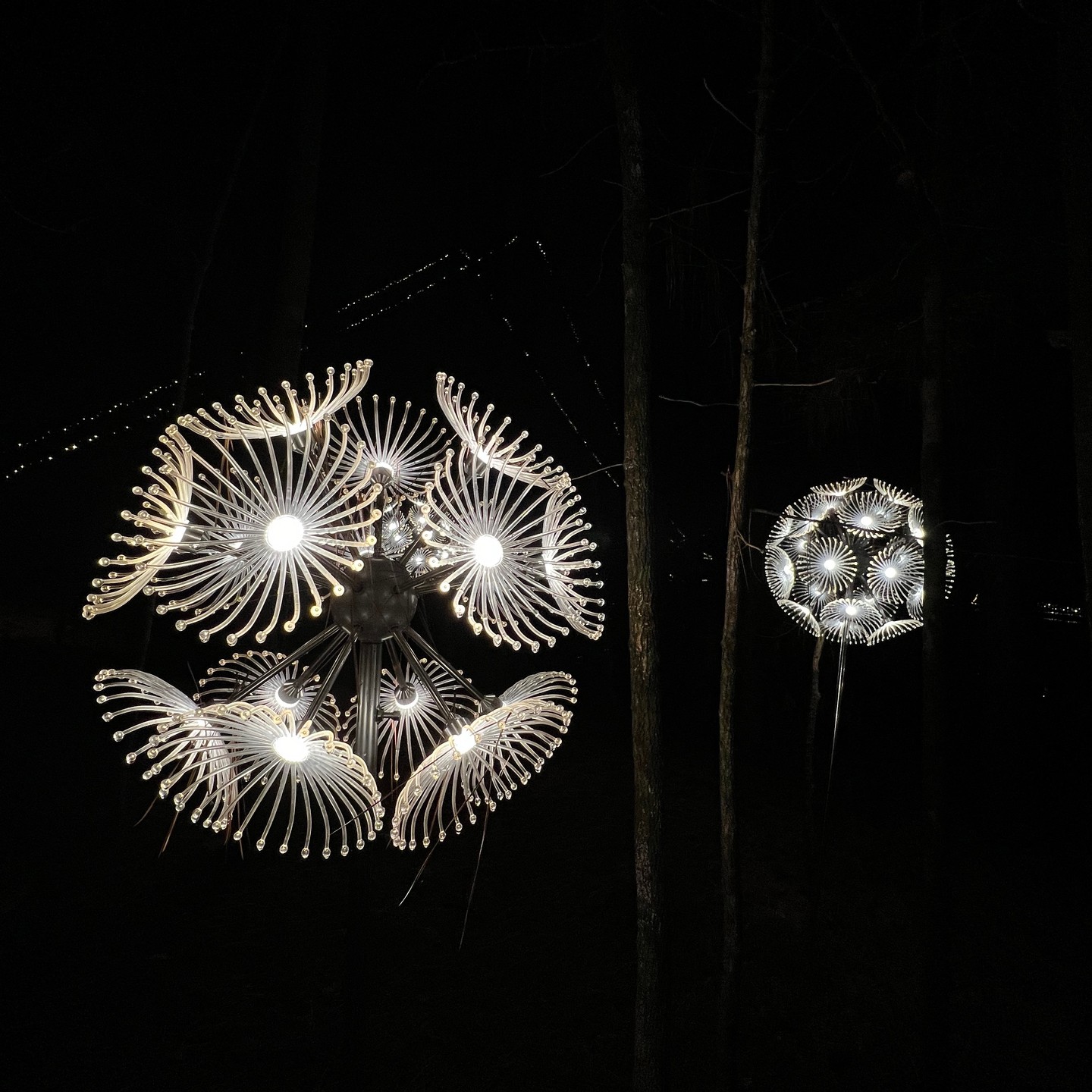 Fun evening walk @usnwc