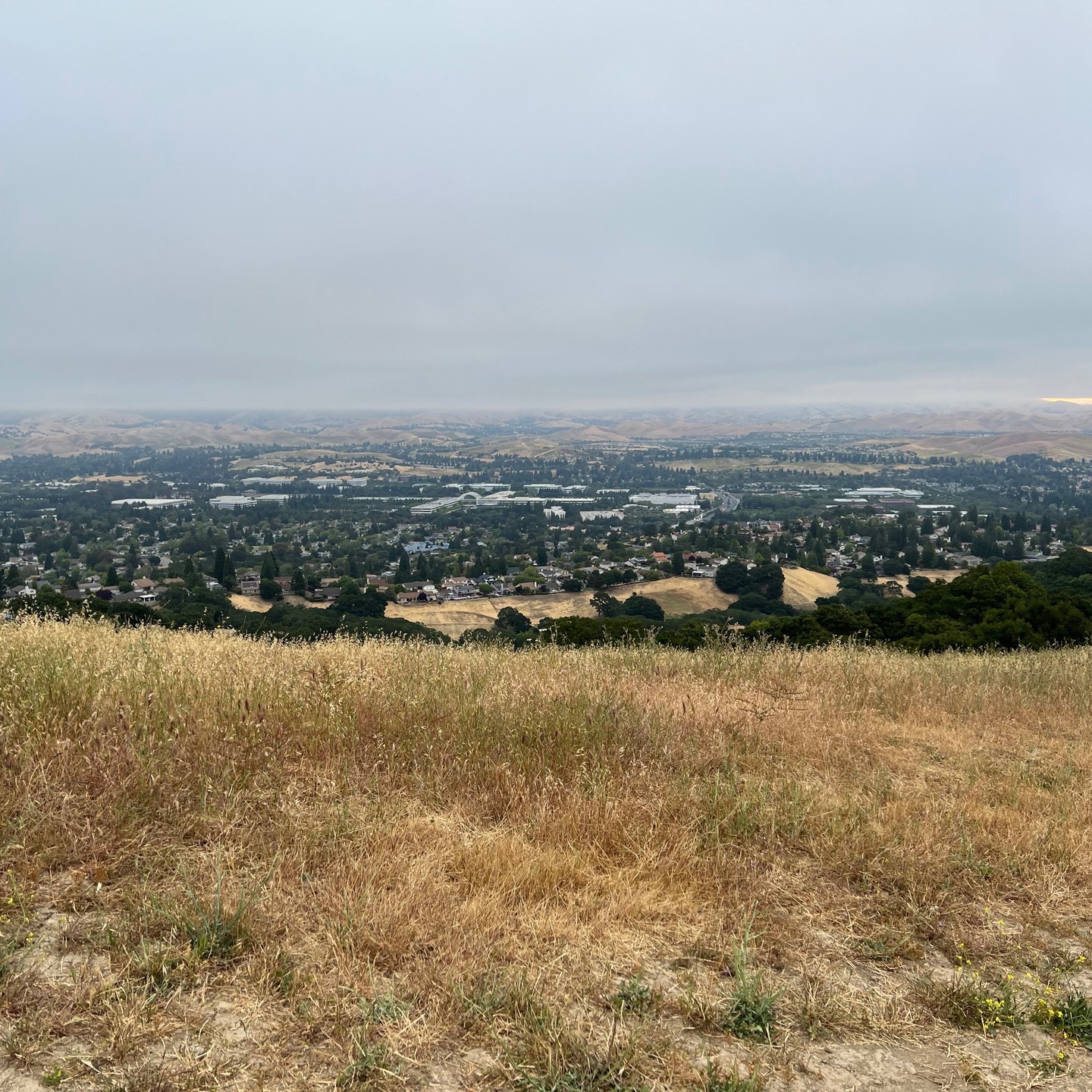 Beautiful #Owl while riding the Contra Costa Trail