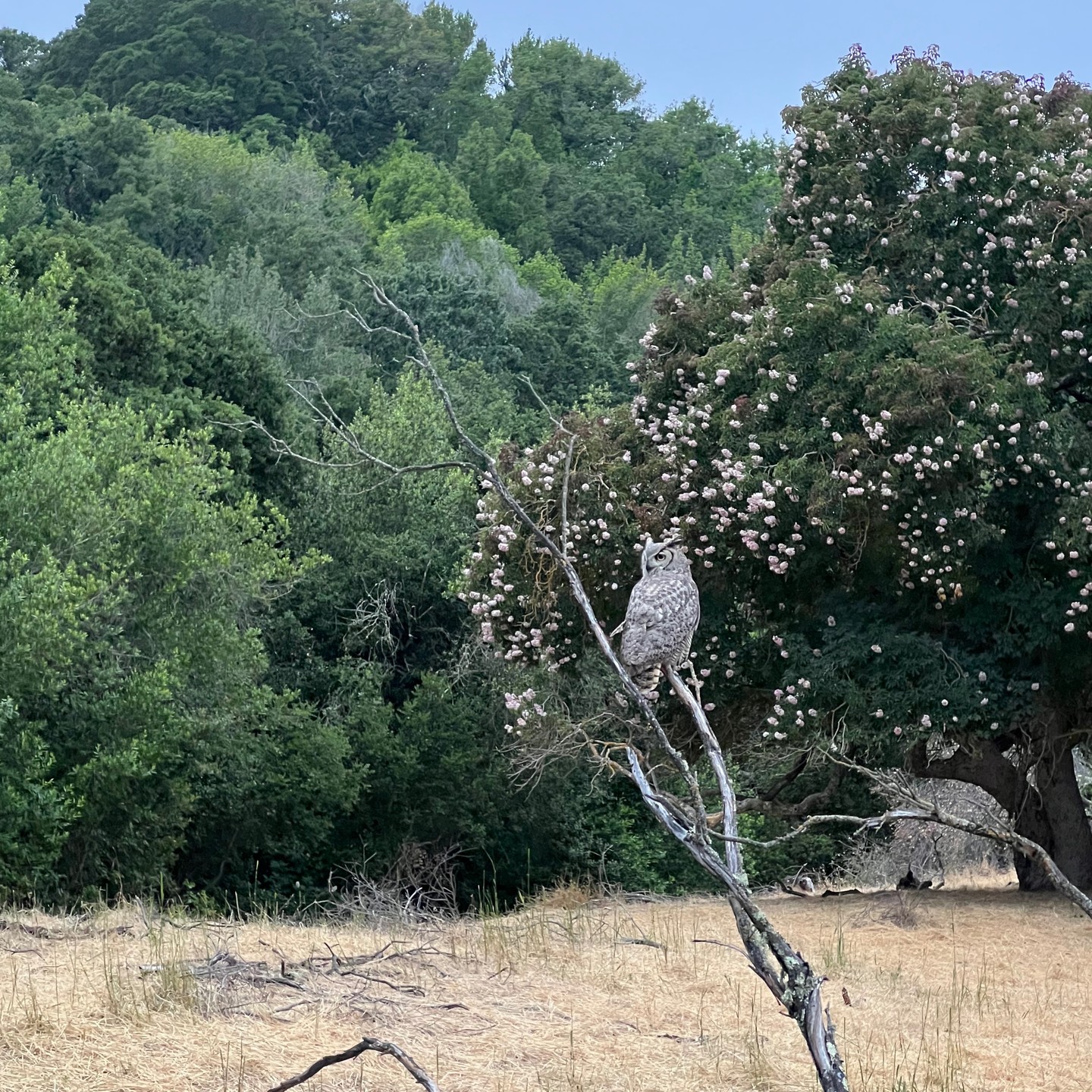 Beautiful #Owl while riding the Contra Costa Trail