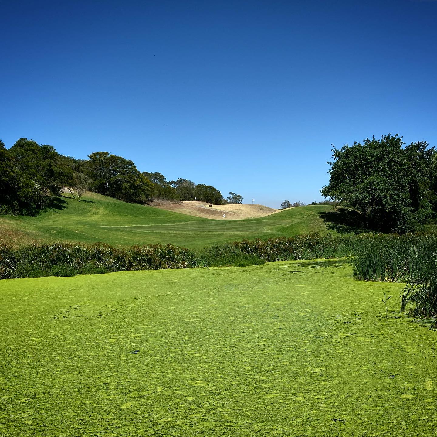 @thebelmontgolfclub near Grahamstown in #SouthAfrica is a little hidden gem. Awesome #bentgrass gree