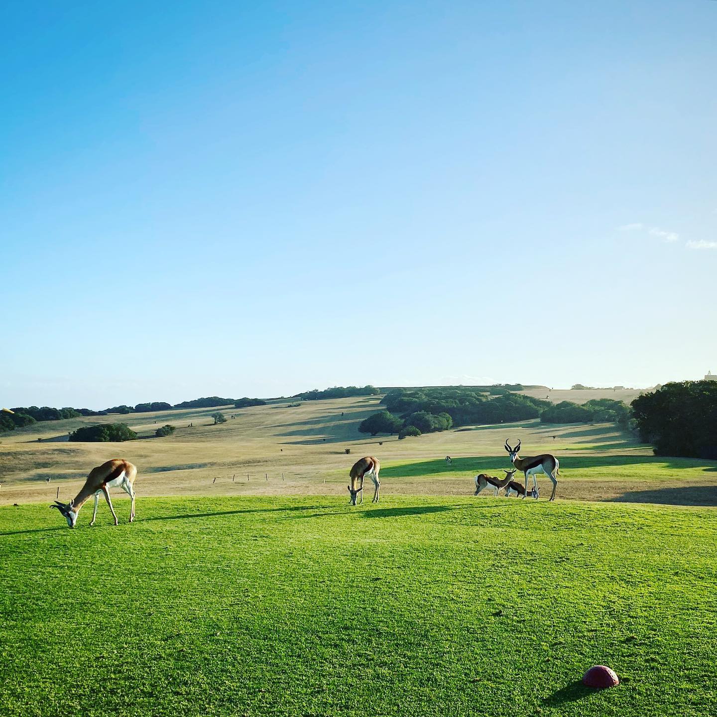 #springbok on #1 Royal Port Alfred GC with @loft.golf and @mark_aschmann - good times! “We got them 